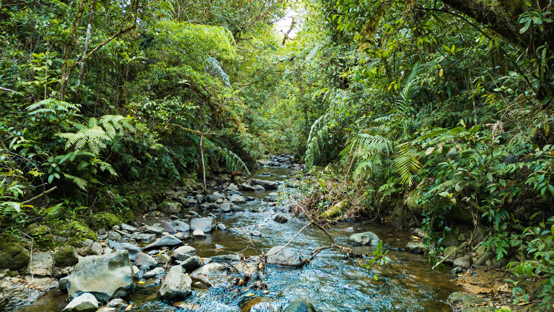 Río en el bosque nuboso de Monteverde